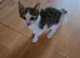 2 kittens looking for forever homes