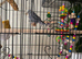 Budgie with cadge &pound;40