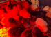 HATCHING EGGS / PURE BREED / VARIOUS BREEDS