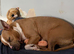 Mixed bull/staffy breed female