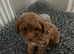 Tiny Toy Poodle