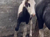Foals available