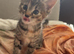 Tabby girl