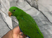 Stunning Baby HandReared Super Tame Cuddly Eclectus Parrot