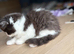 Persian x BSH kittens for sale