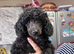 Beutiful miniature poodles
