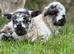 Wether pet lambs