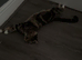 Female cat