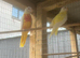 Lutino pair of turks