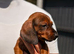 (1 GIRL LEFT ) 4 beautiful dachshund puppies LEFT for sale