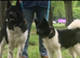 KC American Akita