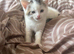 Kittens for sale