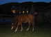 DIY Livery Stables at East Brackley House By Kinross