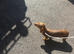 Dachshund Girl