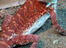 Red monster bearded dragon