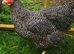 25+ Purebreeds to choose from - Hatching Eggs x6