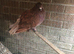 Pigeon for sale