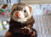 Male ferret for sale looking for a loving home