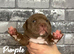 Staffy X Pocket Bully Puppies
