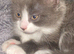 Fluffy grey and white male