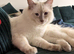 STUD Not for sale !  Ragdoll