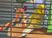 2 male budgies yr old