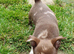 Stunning chihuahua