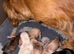 7 cavalier King Charles puppy’s