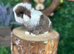 MINI LOP BABIES