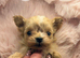 Tiny Asian Poodle - Deep Red Stud -  Proven