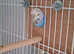 Beautiful pair of silly tame baby cockatiels and thier friends a pair of beautiful show budgies