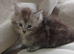 Maine coon x extra fluffy (only 1 left!)