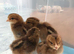 Welsummer (Large Fowl) Hatching eggs x 6 eggs