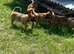 Belgian malinois x German shepherd pups