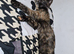 bengal torti female kitten