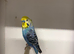 X3 pairs adult budgies