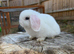 Mini lops ** Please read**
