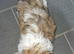 Shihtzu male puppy