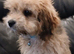  Adorable Female Cavachon Puppy Ready for Her Forever Home!