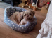 Male shihtzu puppy