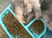 Baby bunnies