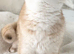 NY12 Golden British Shorthair Imported Parents