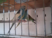 Budgies