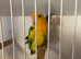 Fisher Love birds