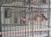 Large bird cage