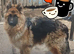 Wolfdog/husky hybrid Cross german shepherd