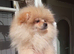 Pomeranian Puppies