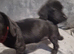 Jack Russell x Patterdale Puppoes
