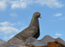 Iranian pigeons for sale