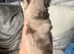 Chihuahua puppies Merle female and Merle male